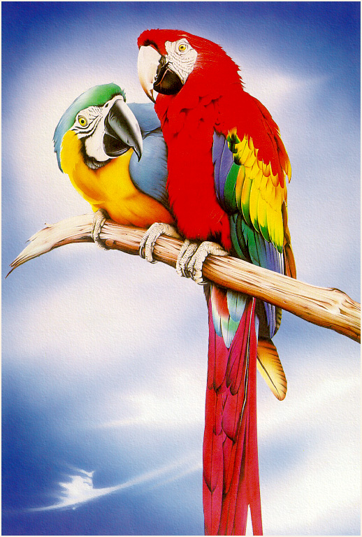 TaylorEan-Parrots-sj.jpg