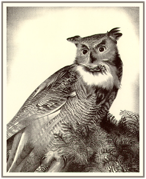 Wengenroth Great-Horned-Owl-sj.jpg