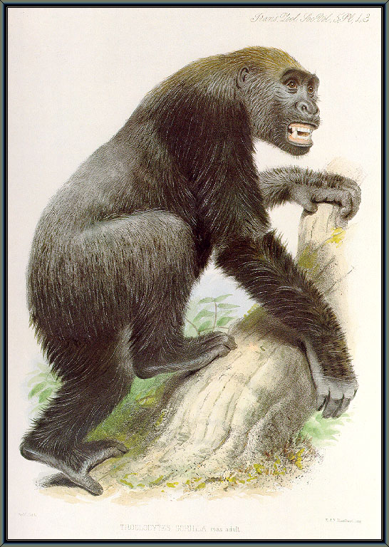 Wolf Gorilla-sj.jpg