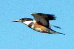 Belted Kingfisher23 Belted Kingfisher (Megaceryle alcyon).jpg