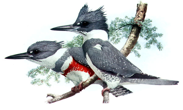 Megaceryle alcyon AAP058CB Belted Kingfisher (Megaceryle alcyon).jpg
