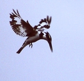 Pied kingfisher hovering square-Ceryle rudis.jpg