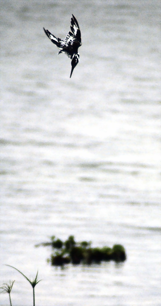 Pied kingfisher started diving Ceryle rudis.jpg