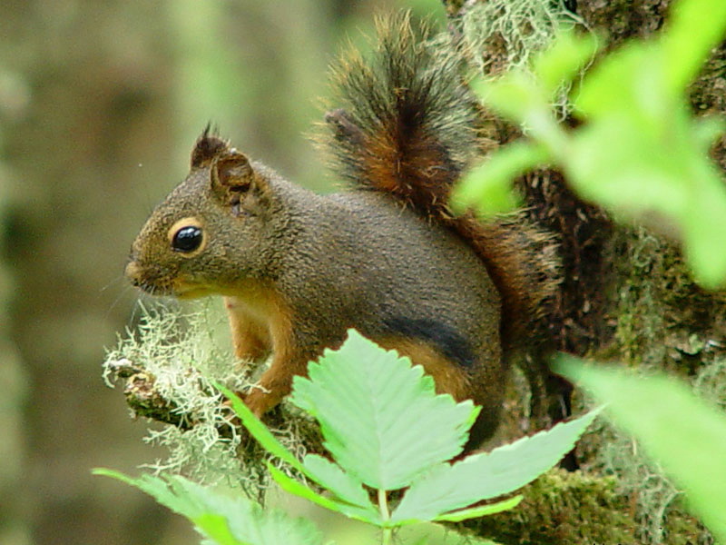 Tamiasciurus douglasii 000 Douglas Squirrel (Tamiasciurus douglasii).jpg