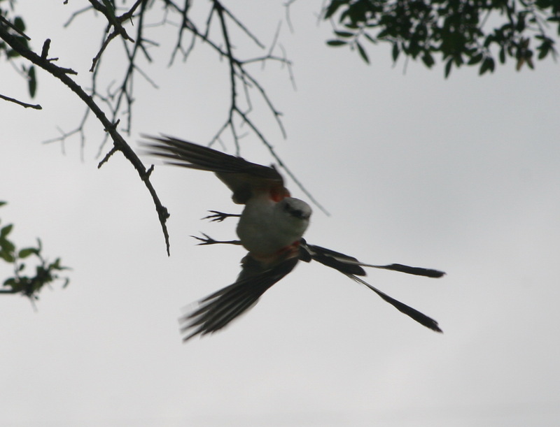 Scissor tailed flycatcher in flight-Scissor-tailed Flycatcher (Tyrannus forficatus).jpg