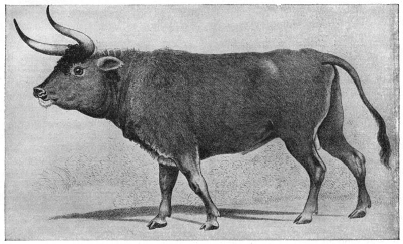 Ur-painting-aurochs or urus (Bos primigenius).jpg