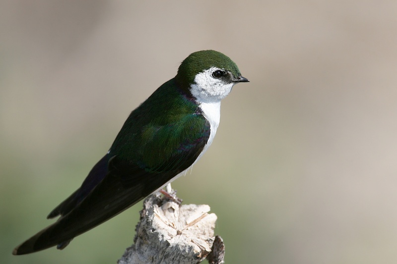 Violet-green Swallow (Tachycineta thalassina).jpg
