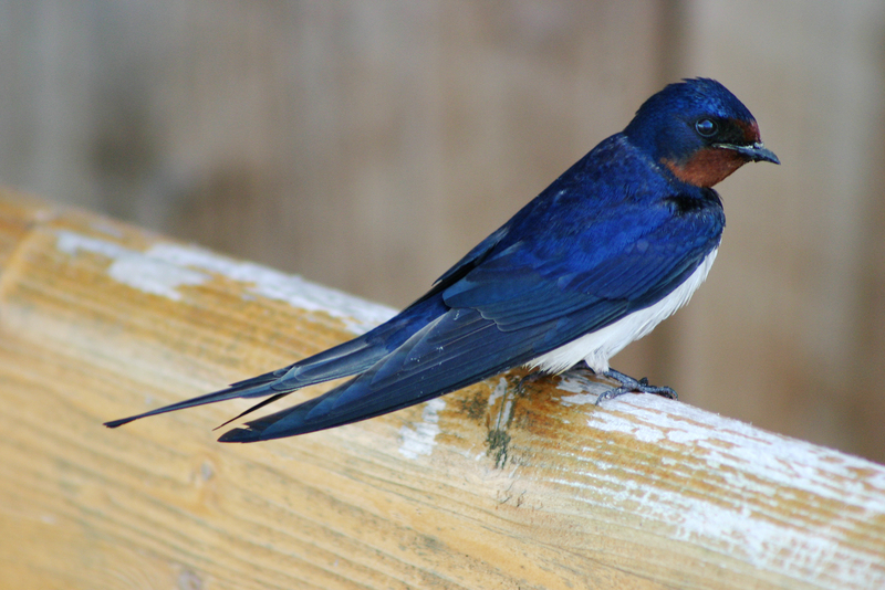Landsvale-Barn Swallow (Hirundo rustica).jpg