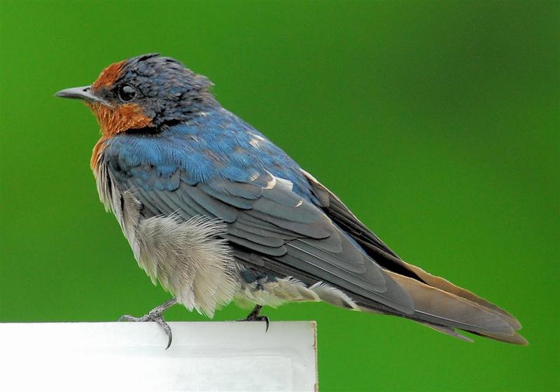 Pacific Swallow or Hill Swallow (Hirundo tahitica).jpg