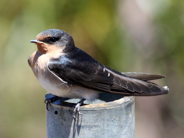 Welcome Swallow (Hirundo neoxena).jpg