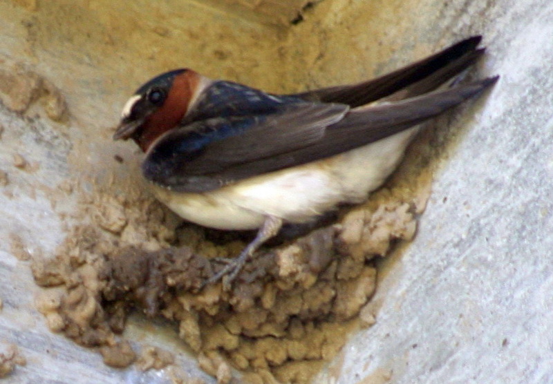 Cliff Swallow Santa Cruz-Cliff Swallow (Petrochelidon pyrrhonota).jpg