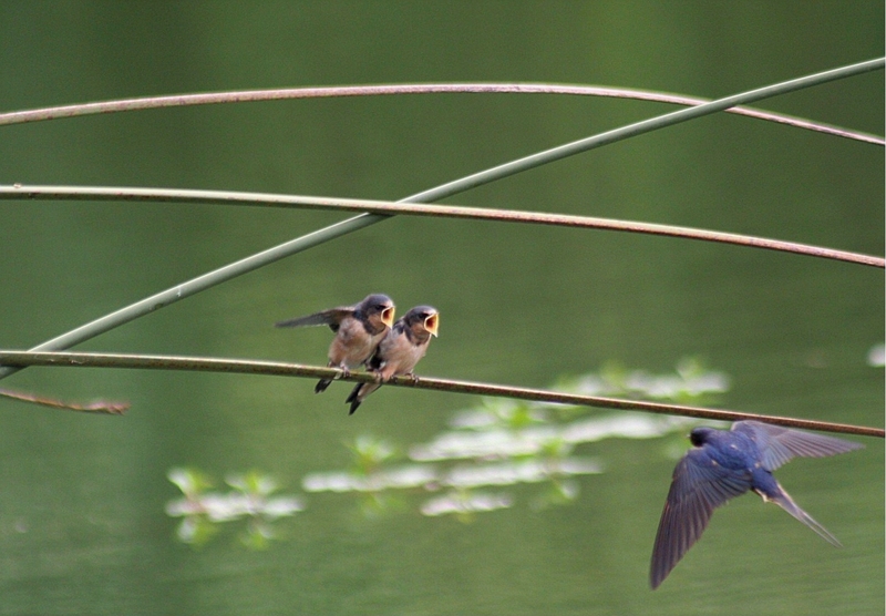 Chicks swallow-Barn Swallow (Hirundo rustica).jpg
