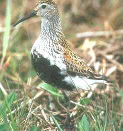 Dunlin126 Dunlin (Calidris alpina).jpg