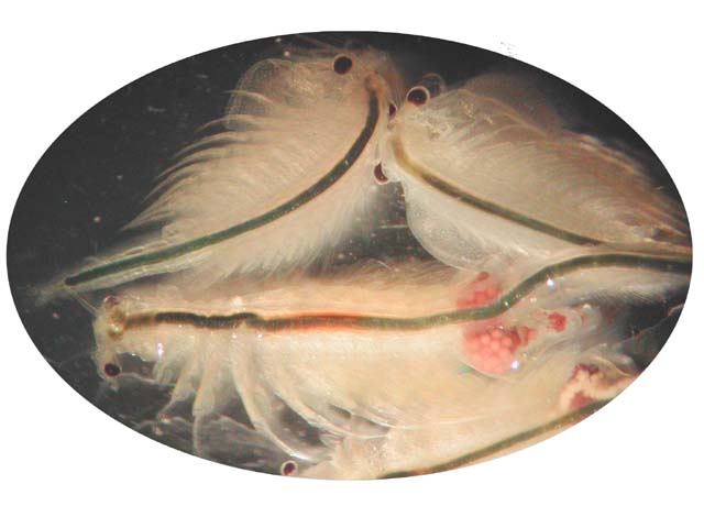 Artemia salina-brine shrimps.jpg