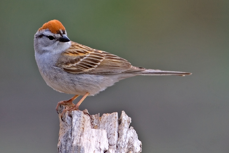 Chipping Sparrow (Spizella passerina).jpg