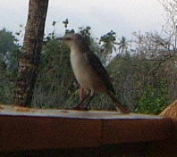 Tropmocktobago-Tropical Mockingbird (Mimus gilvus).jpg