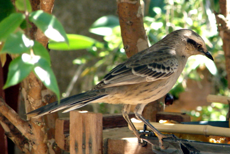 Chalk-browed Mockingbird (Mimus saturninus).jpg