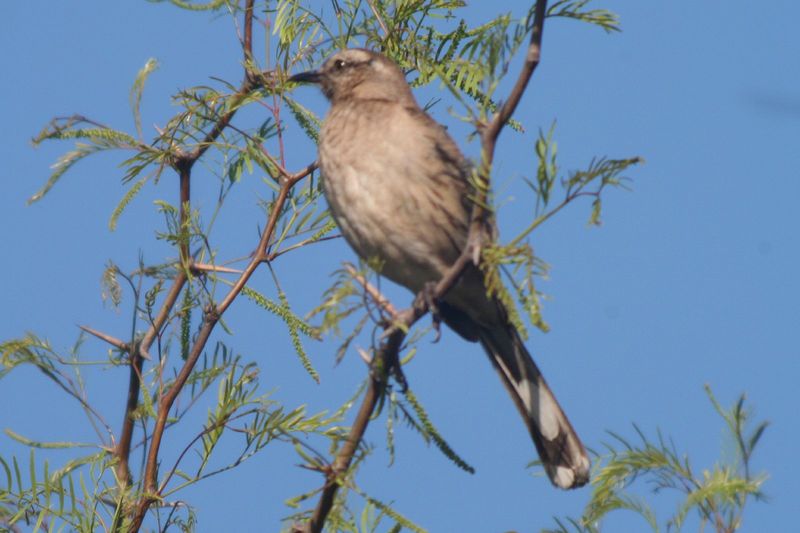 Chilean Mockingbird (Mimus thenca).jpg
