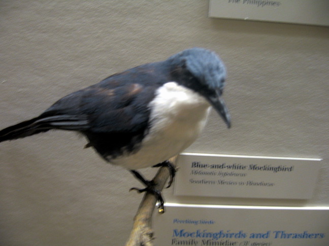 Blue-and-white Mockingbird (Melanotis hypoleucus).jpg
