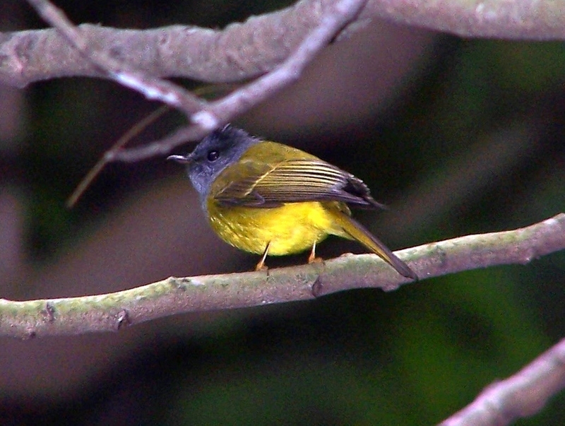 Grey-headed Canary Flycatcher, Culicicapa ceylonensis.jpg