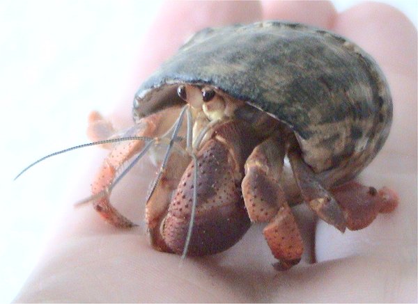 Caribbean Hermit Crab (Coenobita clypeatus).jpg