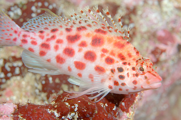 6259 aquaimages-Coral Hawkfish (Cirrhitichthys oxycephalus).jpg