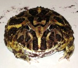 Cranwell\'s Horned Frog (Ceratophrys cranwelli).jpg