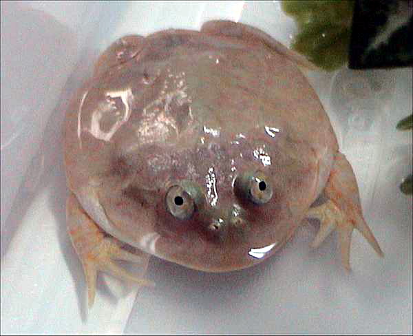 Budgett\'s Frog (Lepidobatrachus laevis).jpg
