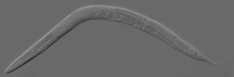Adult worm Caenorhabditis elegans roundworm.jpg