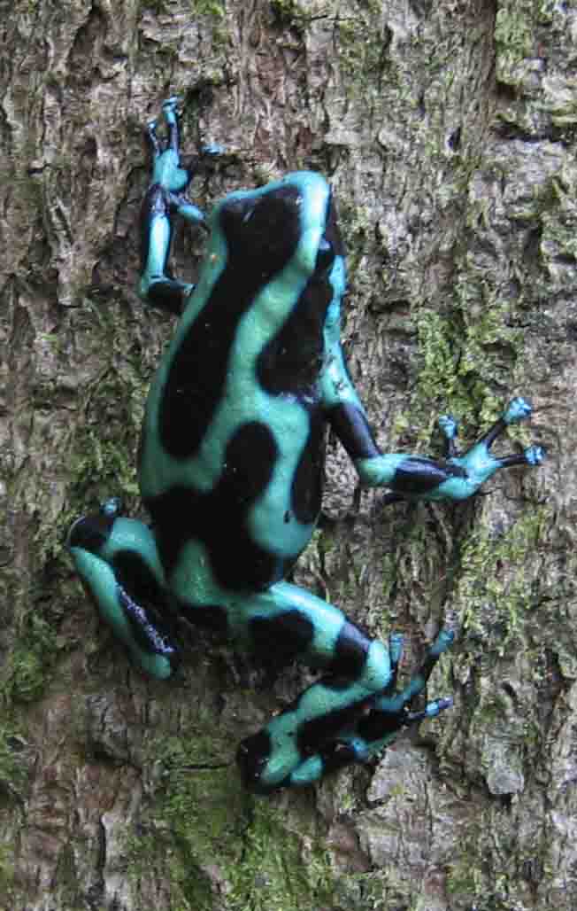Poison dart frog panama-Green-and-Black Poison Dart Frog (Dendrobates auratus).jpg