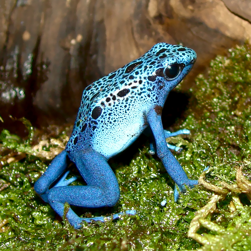 Blue Poison Dart Frog (Dendrobates azureus).jpg