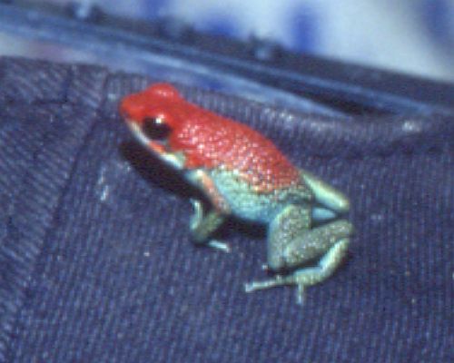 Granular Poison Dart Frog (Dendrobates granuliferus).jpg