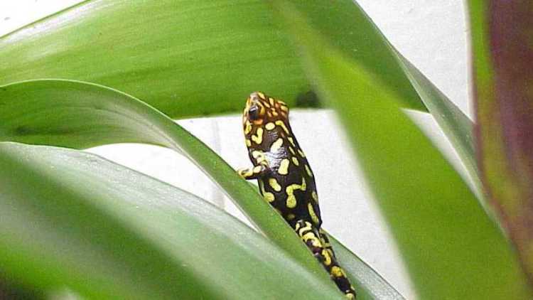 Hist2-Harlequin Poison Dart Frog (Dendrobates histrionicus).jpg
