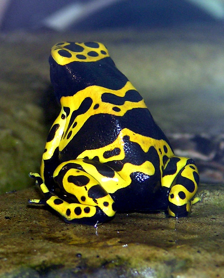 Yellow-banded.poison.dart.frog.arp-Yellow-banded Poison Dart Frog (Dendrobates leucomelas).jpg