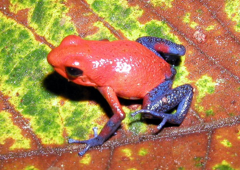 Strawberry Poison Dart Frog (Dendrobates pumilio).jpg