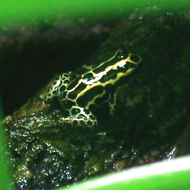 Ventri-Spot-bellied Poison Dart Frog (Dendrobates ventrimaculatus).jpg