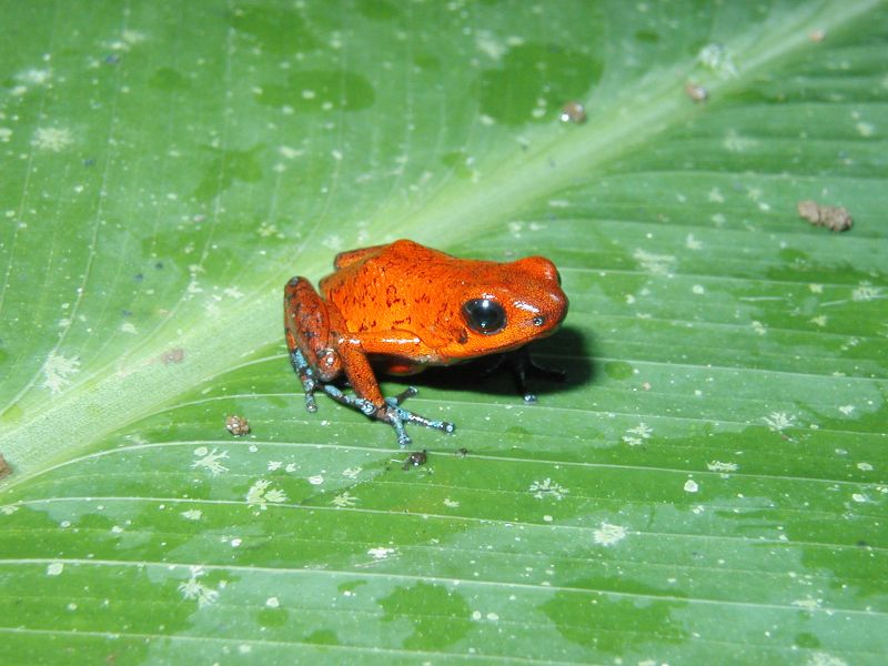Oophaga pumilio-Strawberry Poison Dart Frog (Dendrobates pumilio).jpg