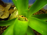 Thumbnail wanda in guzmania-Strawberry Poison-dart frog, Oophaga pumilio, Dendrobates.jpg