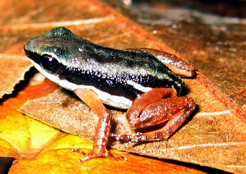 Rainforest Rocket Frog (Colostethus flotator).jpg