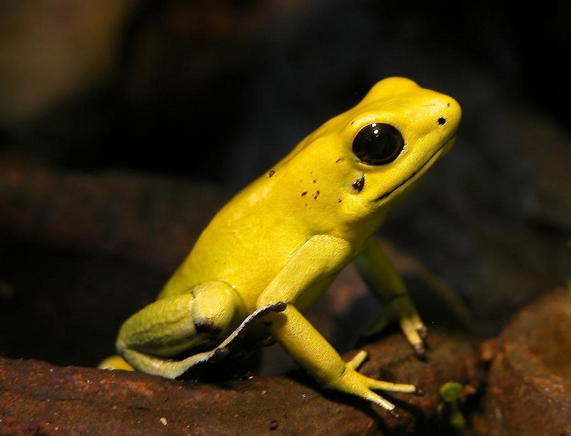 Schrecklicherpfeilgiftfrosch-01 Golden Poison Dart Frog (Phyllobates terribilis).jpg