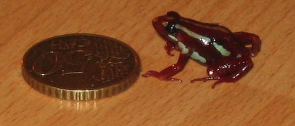 Phantasmal poison frog (Epipedobates tricolor).jpg