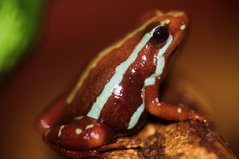 Epipedobates tricolor close-Phantasmal Poison Dart Frog.jpg