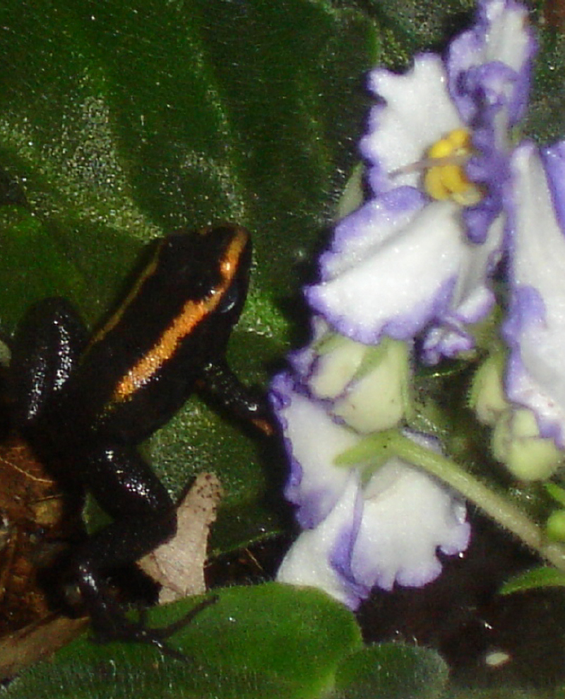 Red Phyllobates Aurotaenia & Violets-Kokoe Poison Dart Frog (Phyllobates aurotaenia).jpg
