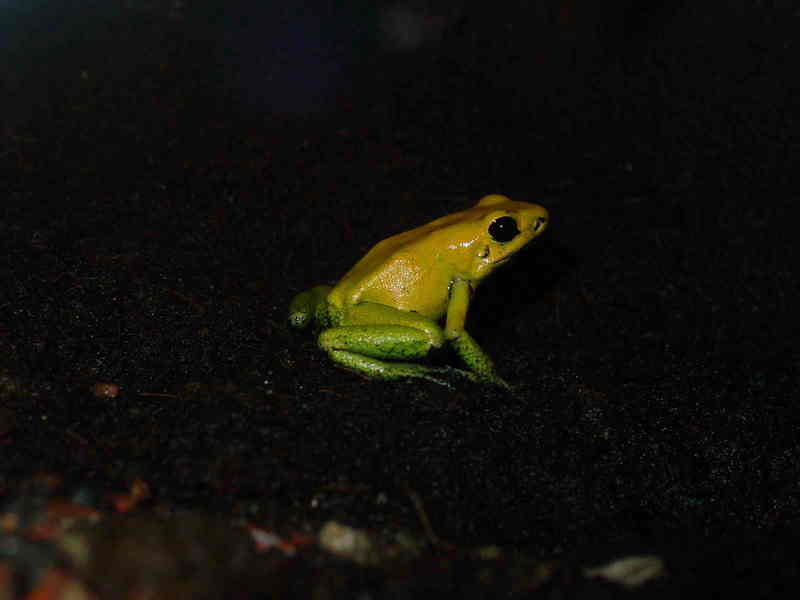 Ra077eue Black-legged Dart Frog (Phyllobates bicolor).jpg