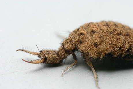 Antlion1, ant-lion larva.jpg