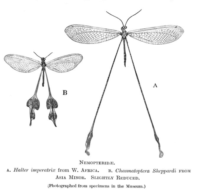 Nemopteridae BMNH Chasmatoptera sheppardi (left) from Asia Minor and Halter imperatrix (right).jpg