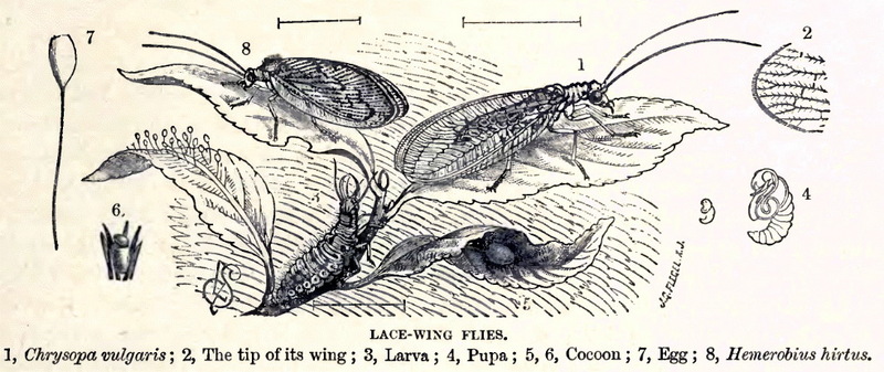 Lacewings Lyd Chrysopa vulgaris, Hemerobius hirtus.jpg