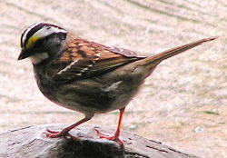 Whitethroatedsparrow34 White-throated Sparrow, Zonotrichia albicollis.jpg