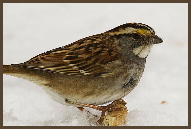 Sparrow nut-White-throated Sparrow, Zonotrichia albicollis.jpg