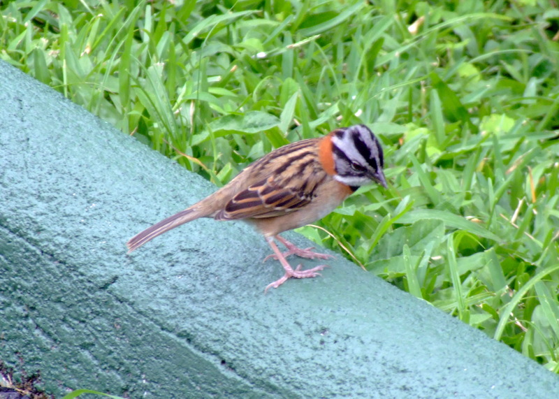 Rufous-collared Sparrow, Zonotrichia capensis.jpg